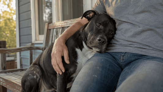 Why Does My Dog Lean On Me? The Real Reason It Feels Like a Reset Button - Zeke Squad